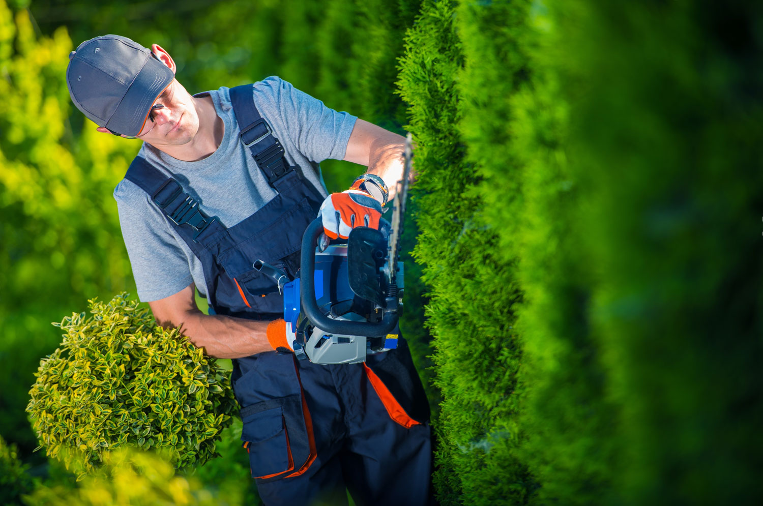 Hedge Trimming