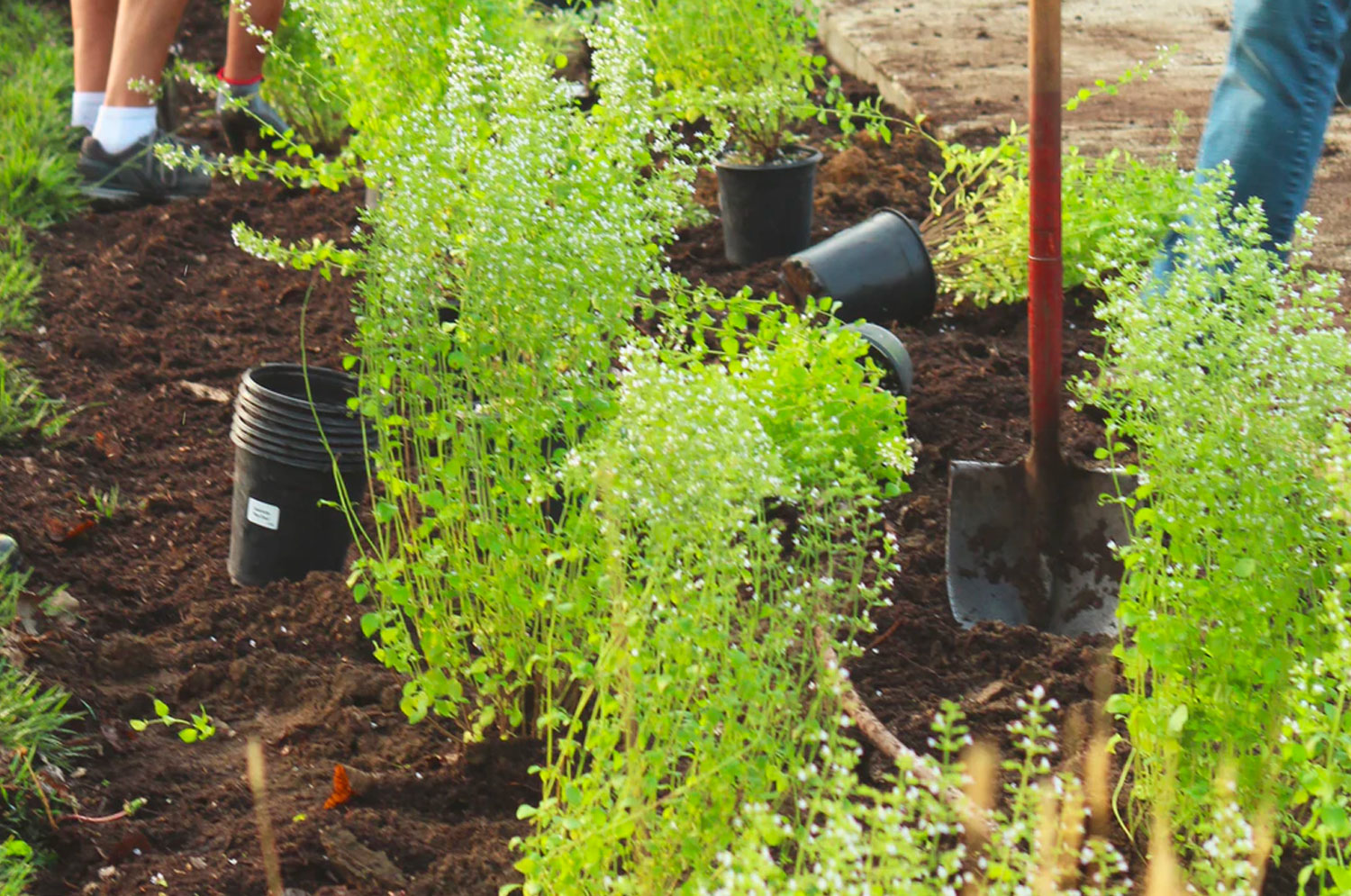 Planting