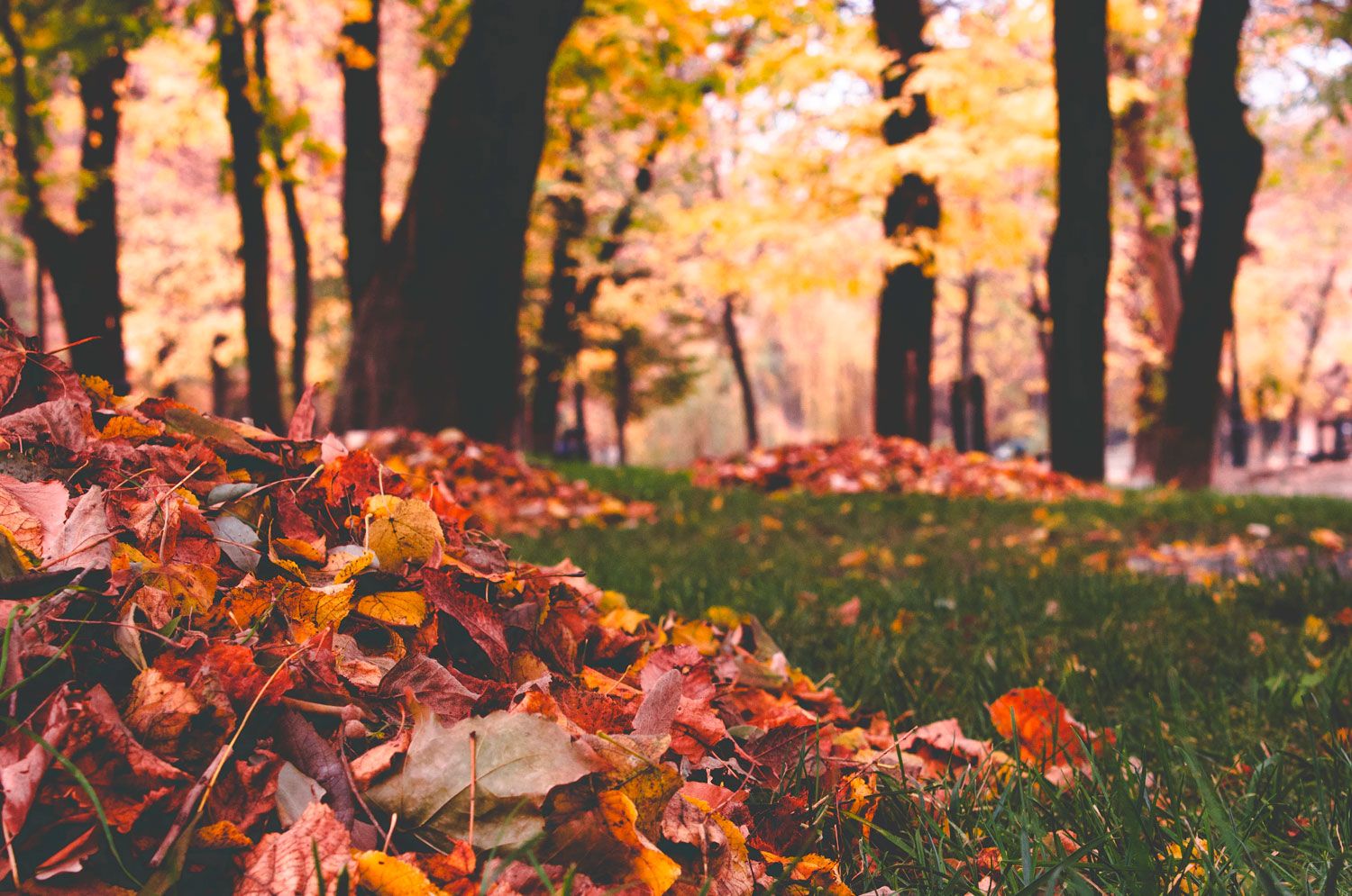 Raking Leaves