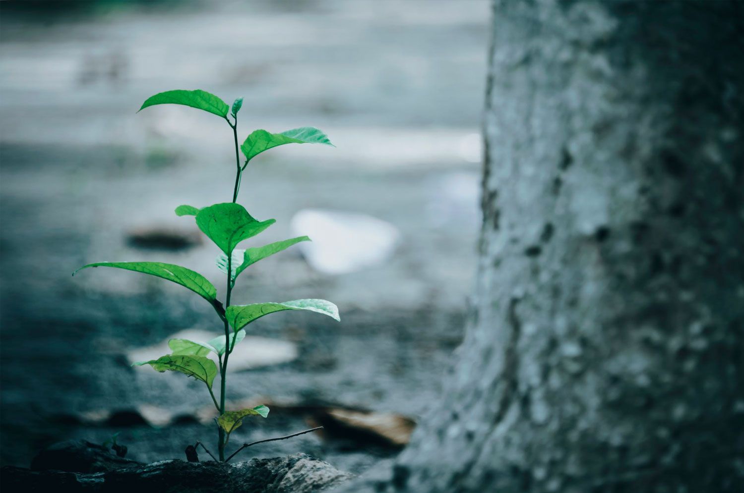 Tree Planting
