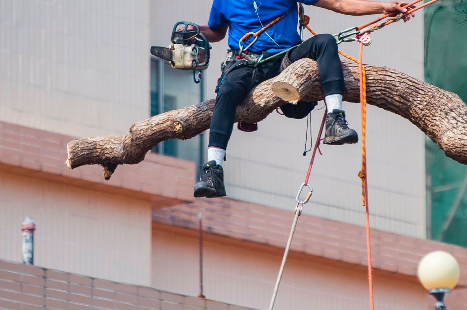 Tree Trimming